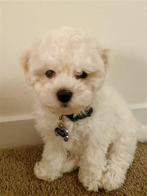 They are located in Virginia Beach, They sell their beautiful puppies throughout the United States. . Maltipoo puppies for sale in va